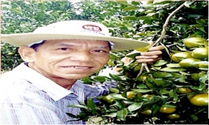 Lão nông 70 tuổi và bí quyết làm giàu từ trái quýt đường