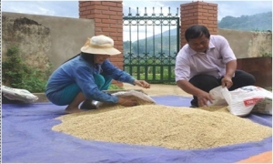 Cái “duyên” giảm nghèo của thủ lĩnh nông dân