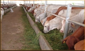 Hưng Yên phấn đấu tỷ lệ bò lai Brahman đỏ trên 70% vào năm 2017