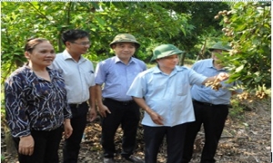 Chủ tịch UBND tỉnh Doãn Thế Cường kiểm tra sản xuất nông nghiệp