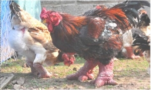 Cặp chân “khủng” của gà Đông Tảo được báo nước ngoài tán tụng