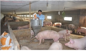 Bí quyết dùng công nghệ của tỷ phú nuôi lợn