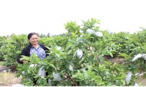 Sản xuất trái cây rải vụ, nhà nông thu “bộn tiền”