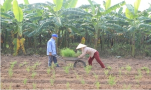 Hưng Yên: Chuyển giao "chìa khóa" làm giàu cho nông dân