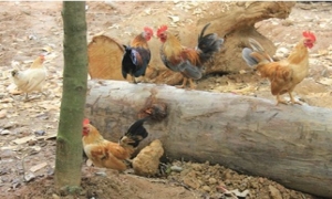Độc đáo thuần hóa gà rừng: Cả đàn thả nuôi tự do như gà nhà
