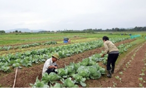 Hưng Yên: 40 cánh đồng sản xuất tập trung trong vụ Đông 2015