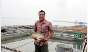 Kỹ nghệ nuôi cá giòn trên sông Hồng