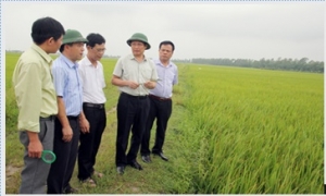 Lãnh đạo tỉnh Hưng Yên kiểm tra sản xuất nông nghiệp
