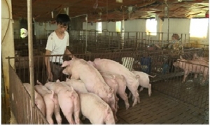 Nông dân Hưng Yên nuôi lợn bằng thảo dược.