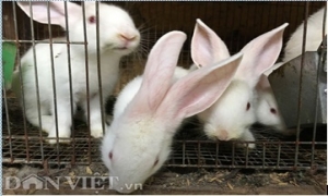 Kinh nghiệm tăng đàn thỏ ngoại gấp 100 lần chỉ sau 1 năm nuôi