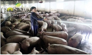 Gặt hái thành công nhờ nuôi lợn VietGap