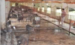 Trang trại lợn rừng NTC - Niềm tin nông sản hữu cơ của người Việt