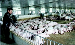 Từ bỏ mức lương “nghìn đô ” về quê nuôi lợn với giấc mơ tỷ phú