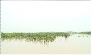 Làng đảo duy nhất ở Hưng Yên mất trắng hơn 200 mẫu cây trồng vì nước sông Hồng lên cao
