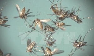Công bố chi tiết về loại muỗi Aedes đang gây dịch sốt xuất huyết