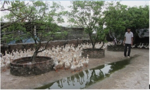 Cả thôn ấp trứng vịt lộn thu gần 200 tỷ đồng/năm ở thành phố Hưng Yên
