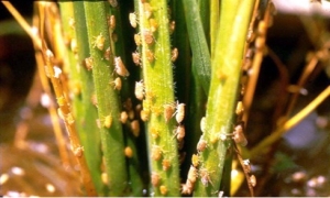 Quản lý rầy nâu trên lúa thu đông: Hạn chế môi giới truyền virus gây bệnh vàng lùn - lùn xoắn lá