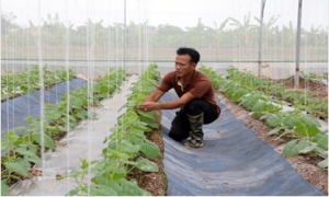 Hưng Yên: Sản xuất nông nghiệp trong... nhà