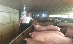 Sẽ xây dựng mô hình an toàn sinh học phù hợp chăn nuôi lợn nông hộ nhỏ lẻ