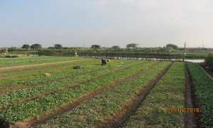 Việc chuyển đổi cơ cấu cây trồng và liên kết tiêu thụ sản phẩm ở Yên Phú