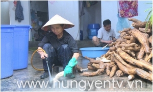 Vào vụ chế biến bột sắn dây ở phường Hồng Châu, thành phố Hưng Yên
