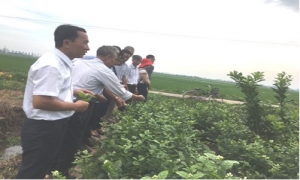 Hội nông dân huyện Yên Mỹ tổ chức hội nghị triển khai và tập huấn mô hình trồng và chăm sóc Hoa Nhài.