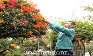 Vườn hoa giấy ngũ sắc bạc tỷ của nông dân Văn Giang