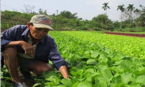 Làm giàu ở nông thôn: Chỉ trồng rau thôi tôi lãi 30 triệu/tháng