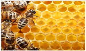 Những vị thuốc từ ong mật