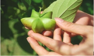 Giống cây mới ở Việt Nam: Sachi - vua của các loại hạt