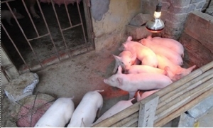 Kỹ thuật chăm sóc lợn con sau sinh