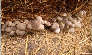 Kỹ thuật trồng nấm rơm hiệu quả cao