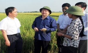 Chủ tịch UBND tỉnh Nguyễn Văn Phóng kiểm tra sản xuất nông nghiệp
