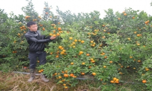 Cử nhân cơ khí vể quê trồng cam thu lãi trên 1 tỷ đồng