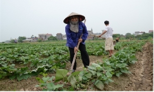Bón phân NPK-S Lâm Thao cho cây khoai lang