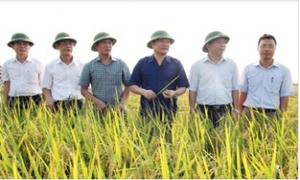 Chủ tịch UBND tỉnh Nguyễn Văn Phóng kiểm tra, chỉ đạo sản xuất nông nghiệp