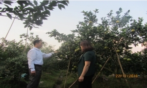 Nông dân Phan Văn Thức  xã Minh Châu: thu nhập trên 250 triệu từ  trông cây có múi.