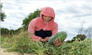Nông dân trẻ tiên phong trồng rau an toàn