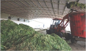 Thức ăn ủ chua cho gia súc góp phần nâng cao năng suất và giảm phát thải khí nhà kính