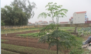 Một số chú ý khi trồng cây rau chùm ngây