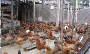 Quy trình kỹ thuật chăm sóc, nuôi dưỡng gà lông màu nuôi thả vườn (Phần 1: Chuồng trại và điều kiện chăn nuôi)