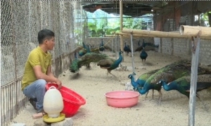 Mô hình nuôi chim công cảnh ở Phù Cừ cho hiệu quả kinh tế cao