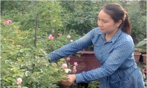 Hoa hồng khoe sắc trên đồng đất Văn Giang