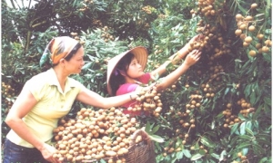 Nhãn lồng Hưng Yên nhận Thương hiệu Vàng nông nghiệp Việt Nam