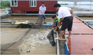 Mô hình nuôi cá lồng trên sông Hồng ở thành phố Hưng Yên cho hiệu quả kinh tế cao