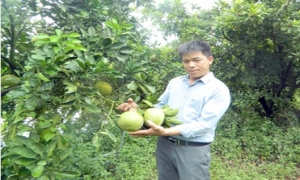 Người nông dân Hưng Yên làm kinh tế giỏi được tặng Huân chương Lao động hạng Ba