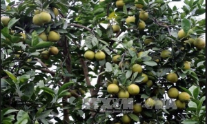 'Vựa' cây ăn quả có múi mới nổi xã Đồng Thanh, Kim Động thu 100 tỷ đồng/năm