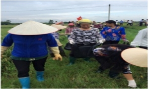 Phát động ra quân thu gom vỏ bao bì thuốc bảo vệ thực vật trên đồng ruộng xã Phương Chiểu