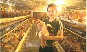 Nông dân 8x ở Khoái Châu thu 700 triệu mỗi năm từ thụ tinh nhân tạo giống gà Đông Tảo
