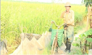 Trồng niễng cho thu hoạch khá ở thành phố Hưng Yên